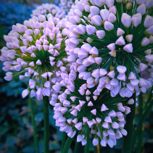 Photo #12421183