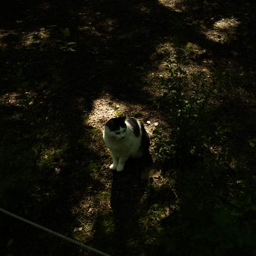 cat under the shadows