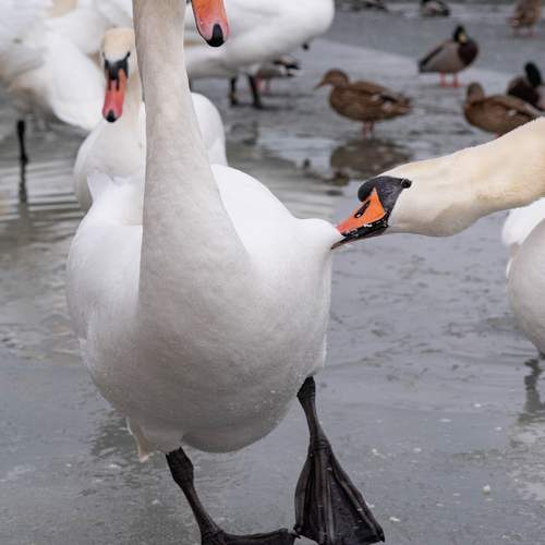 Фотография #12423598