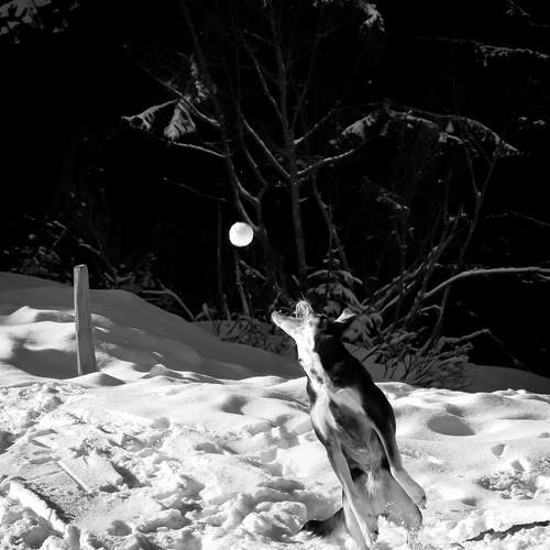 Photo #12424326