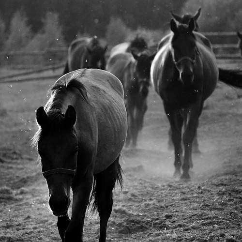 Фотография #12424713