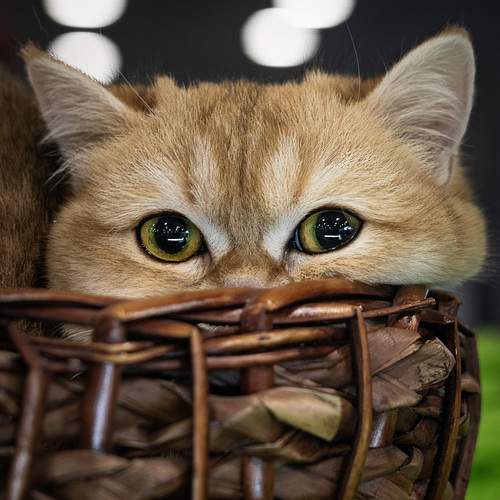 Photo #12427521