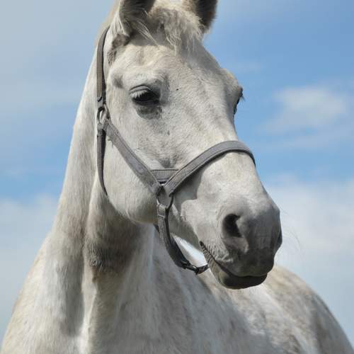 Фотография #12427542