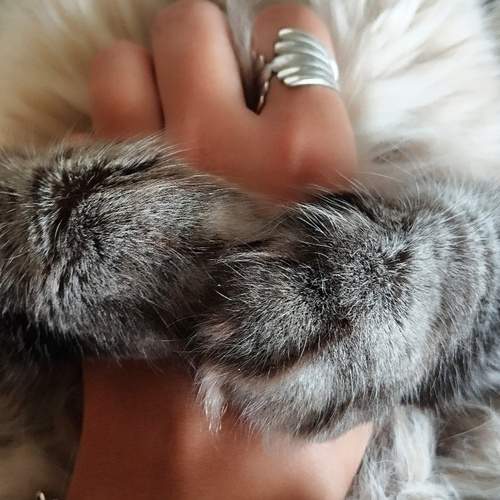 Photo #12428215