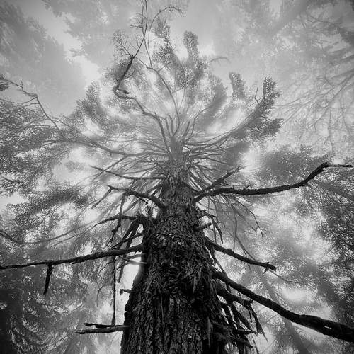 The Misty Crown