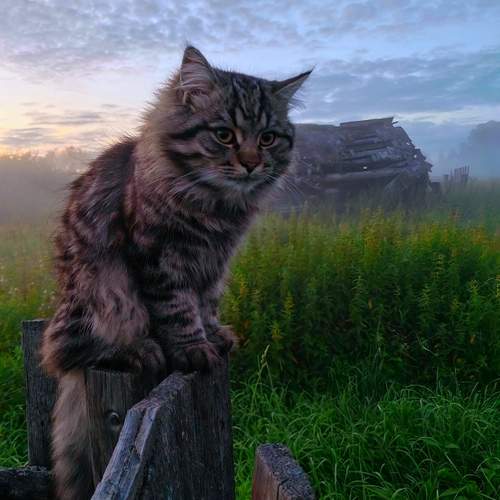 Photo #12429693