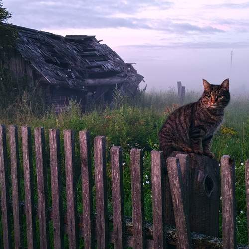 Photo #12429694