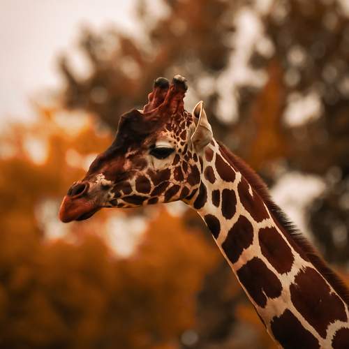 Photo #12430228