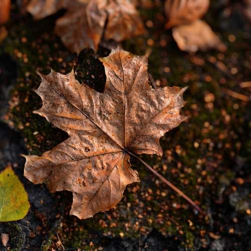 Photo #12431195