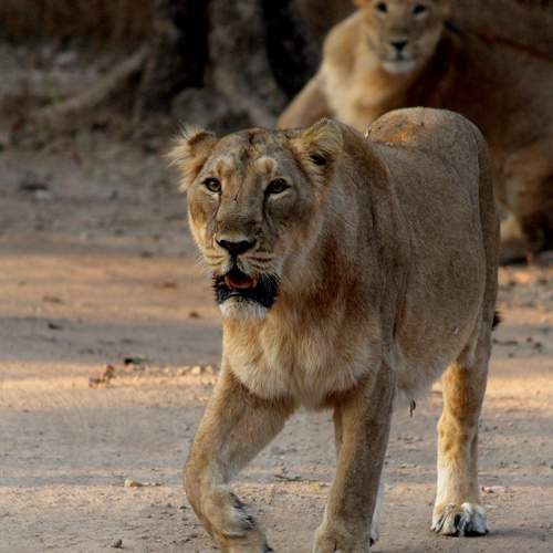 Photo #12432522