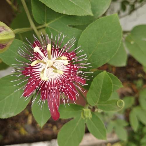 Passiflora \\\'Lady Margaret\\\'