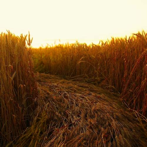 Photo #12434629
