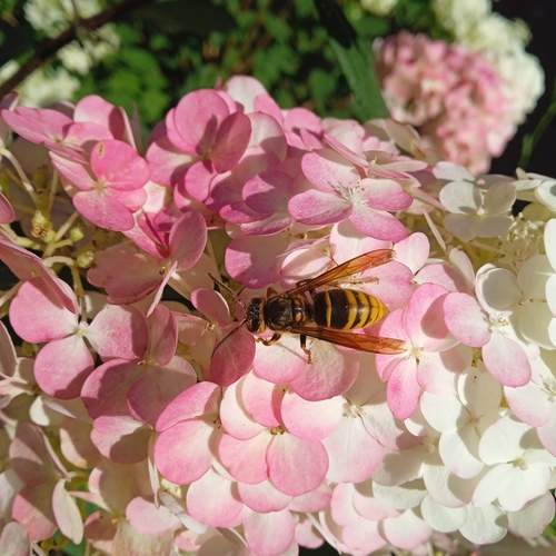 Photo #12435586