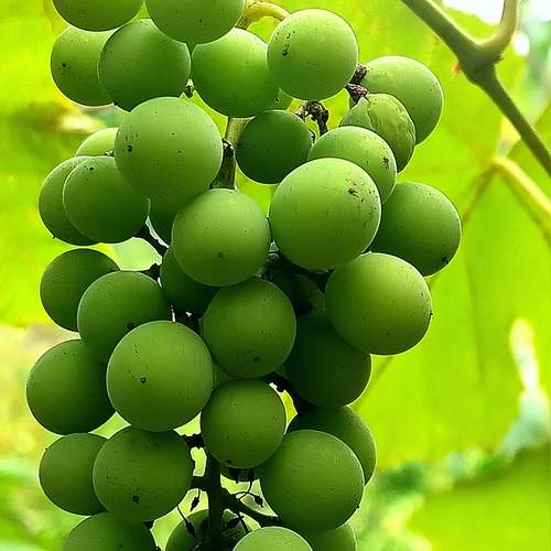 Grapes with Tsolikauri. Village of Alpana.