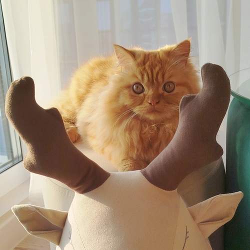 Photo #12436219