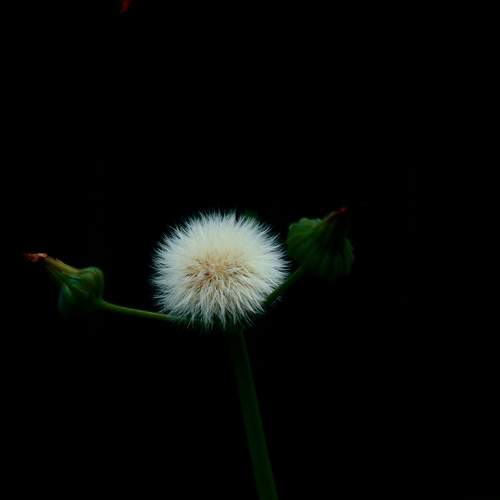 Photo #12436288