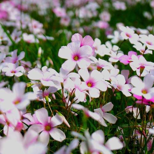 Photo #12438135