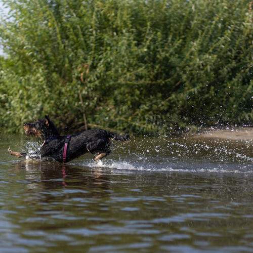 Photo #12438196