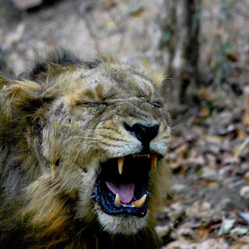 Photo #12438676