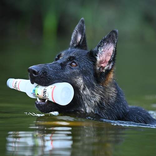Photo #12438865
