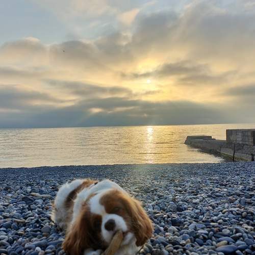 Photo #12439474
