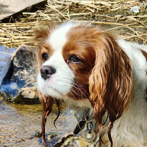 Photo #12439480