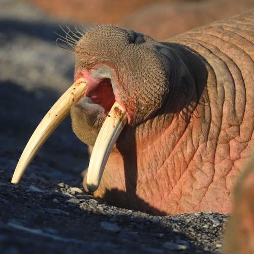 Photo #12440270