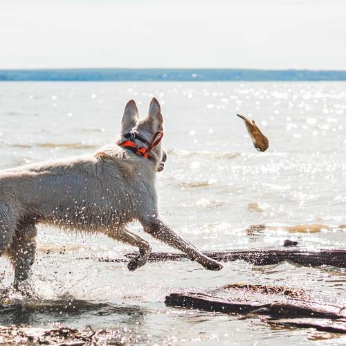 Photo #12440478
