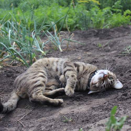 Photo #12441187