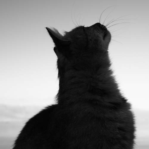 Photo #12441469