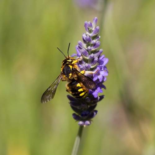 Пчела-шерстобит на лаванде