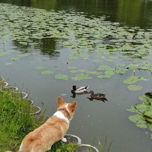 Photo #12442078