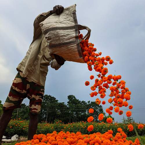 Cultivation
