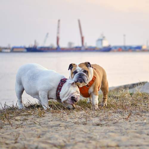 Photo #12445044