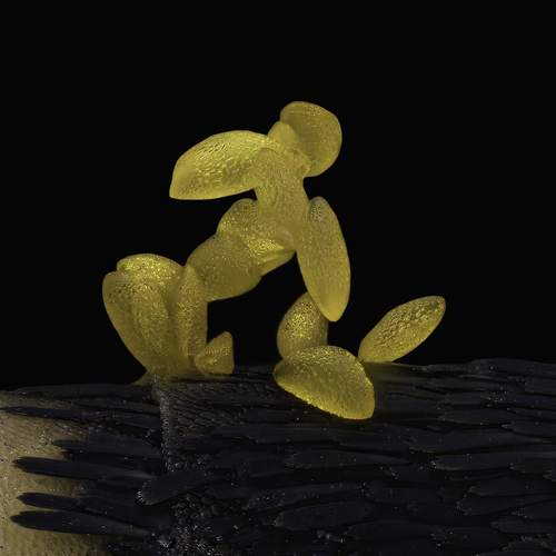 Pollen on a butterfly antenna