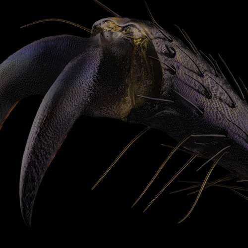 Claw of the beetle Chrysochroa buqueti