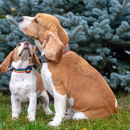 Под маминым крылом