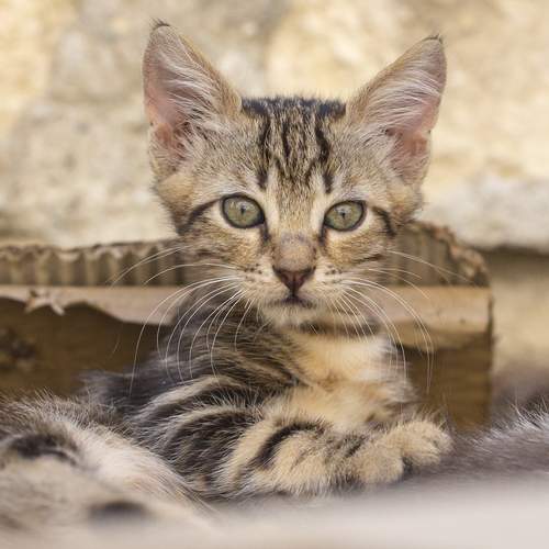 Беспризорник