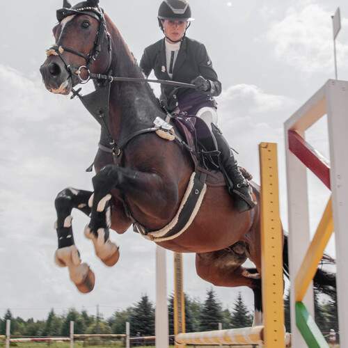 Showjumping
