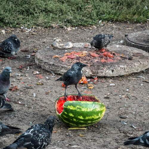 Председатель