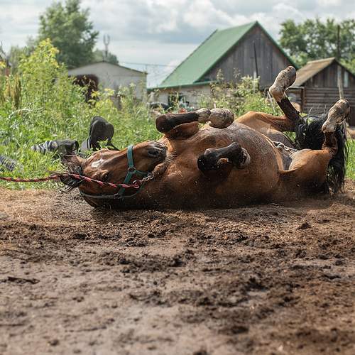 Photo #12451595