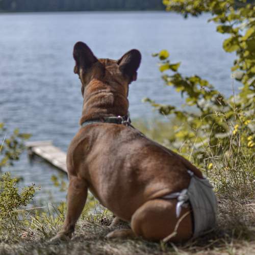 Photo #12454190