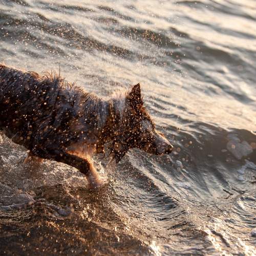 Photo #12454235