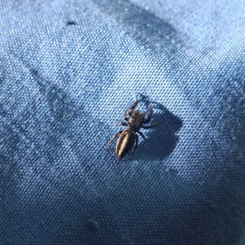 Photo #12454432