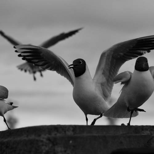 Photo #12454545