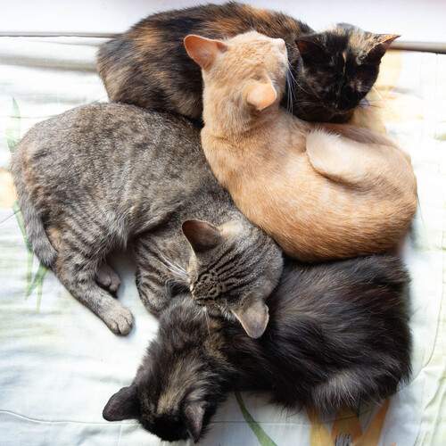 Photo #12455086