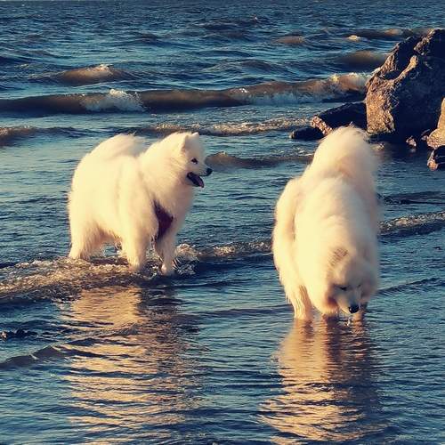 Photo #12455141