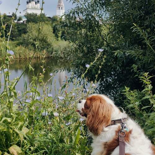 Photo #12455144