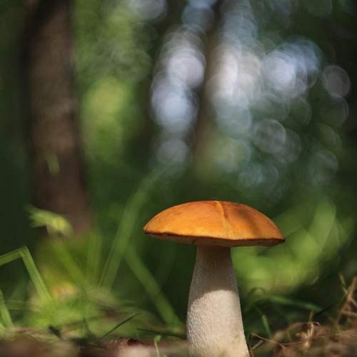Photo #12455866