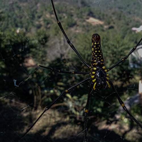 Golden Orb Weaver in the Sunlight